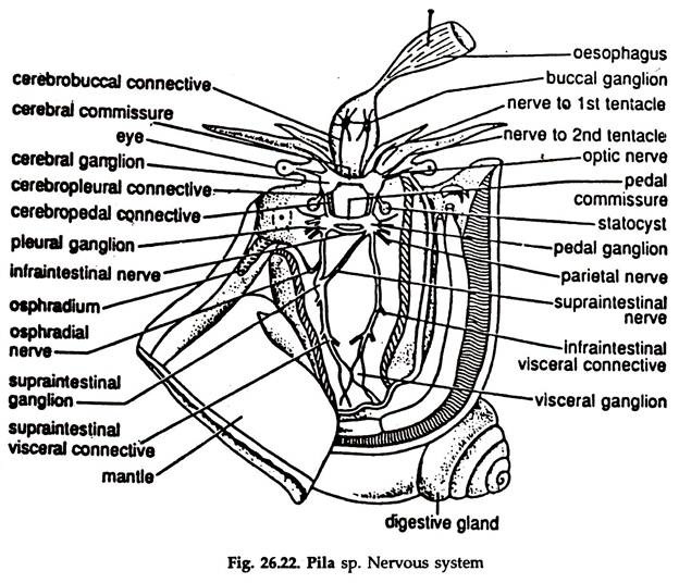 Pila sp. Nervous System