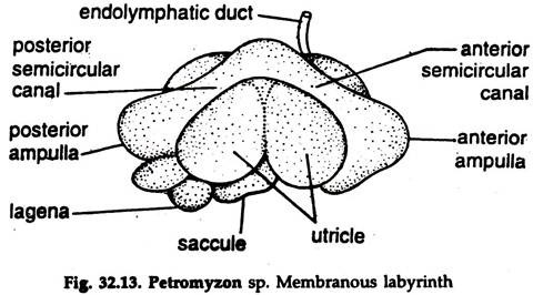 Petromyzon sp. Membranous Labyrinth