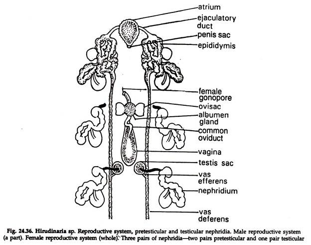 Hirudinaria sp. Reproductive System, Pretesticular and Testicular Nephridia