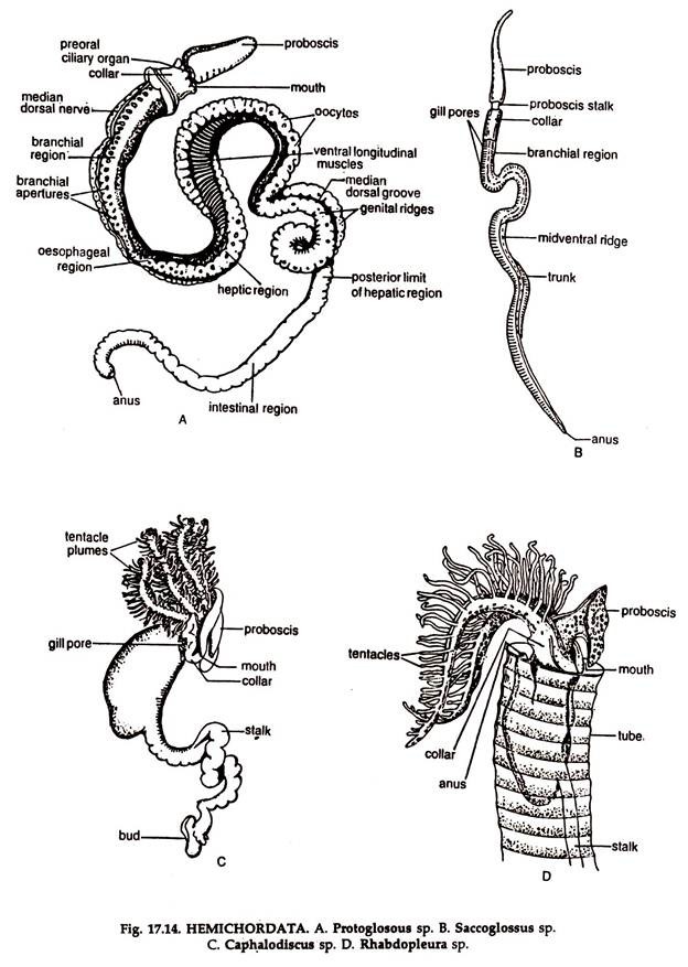 HEMICHORDATA