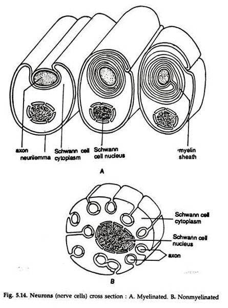 Neurons Cross Section