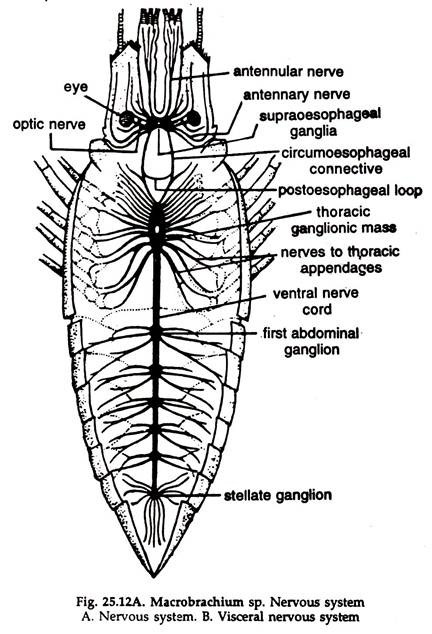 Macrobrachium sp. Nervous System