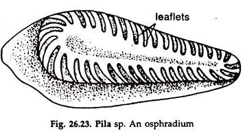 Pila sp. Osphradium