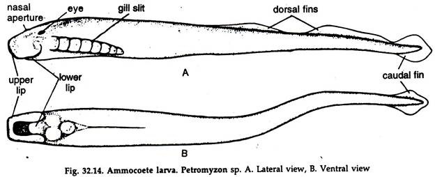 Ammocoete Larva