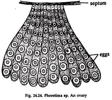 Pheretima sp. An Ovary