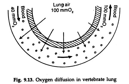 Oxygen Diffusion in Vertebrate Lung 