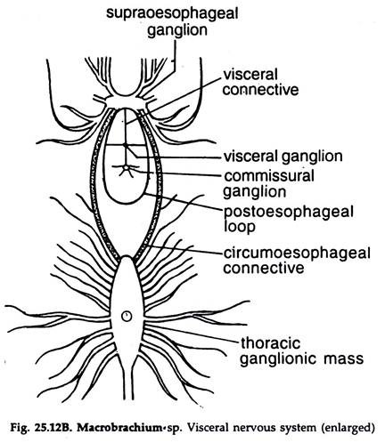 Macrobrachium sp. Visceral Nervous System