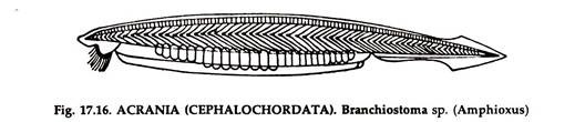 ACRANIA