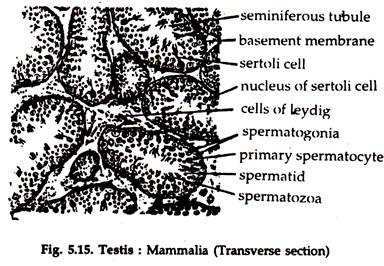 Testis