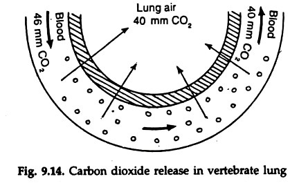 Carbon Dioxide Release in Vertebrate Lung 