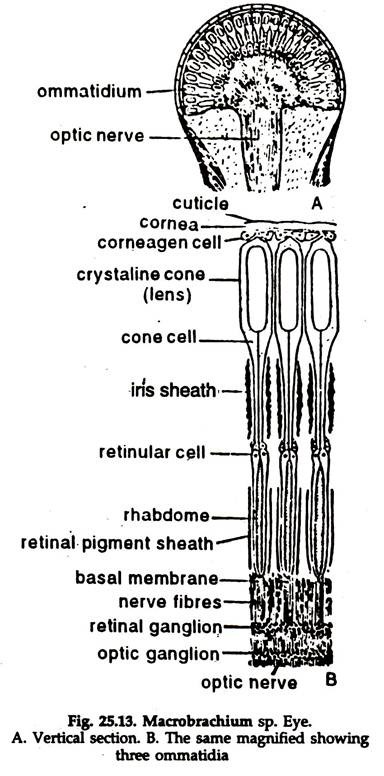 Macrobrachium sp. Eye