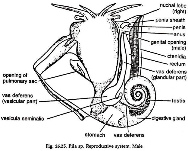 Pila sp. Reproductive System Male
