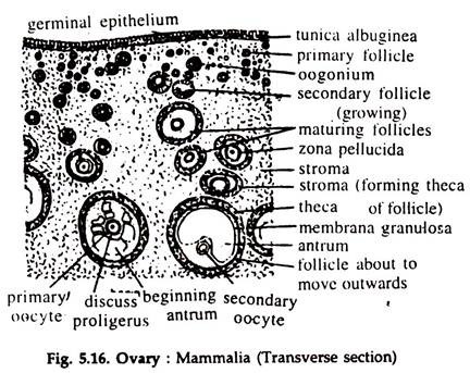 Ovary