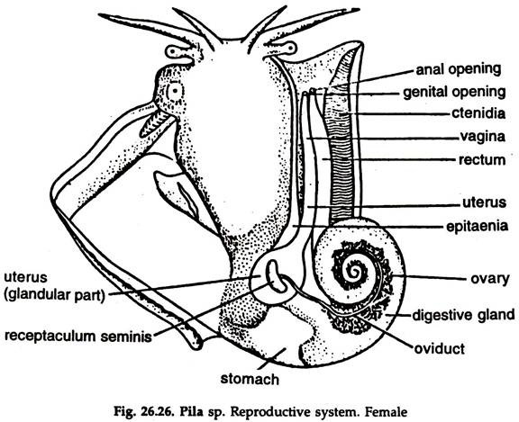 Pila sp. Reproductive System Female