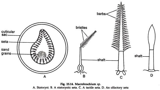 Macrobrachium sp.