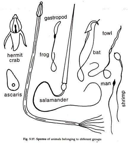 sperms of Animals