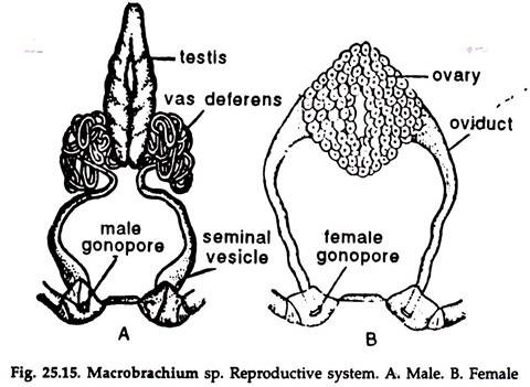 Macrobrachium sp. Reproductive System