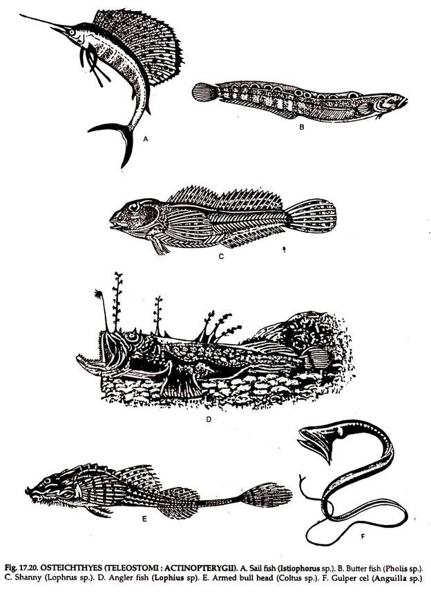 OSTEICHTHYES