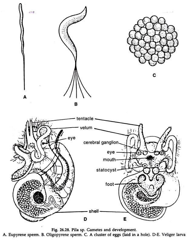 Pila sp. Gametes and Development