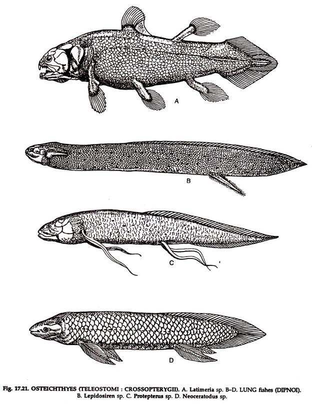 OSTEICHTHYES