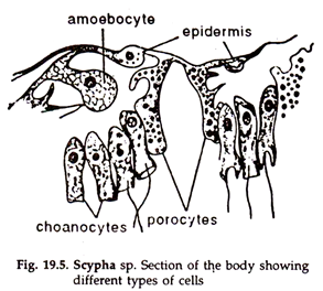 Types of cells are found in the body wall of Sponges 