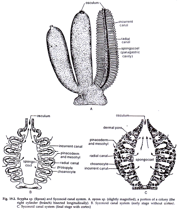 Sponges and Syconoid canal system