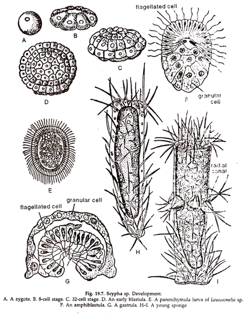 Sponges Development