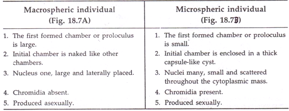 Difference Between Macrospheric and Microspheric Individual