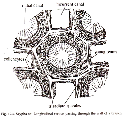 Sponges Longitudinal section passing through the wall of a branch