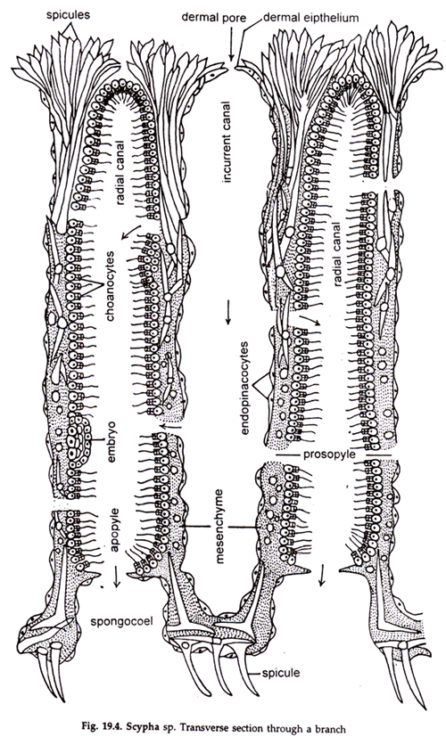 Sponges Transverse section passing through a branch