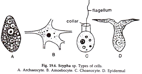 Types of cells are found in Sponges