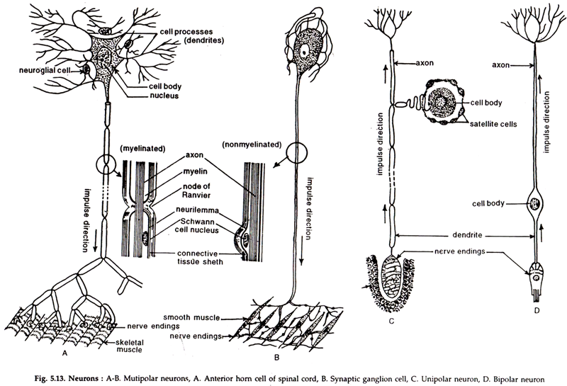 Neurons