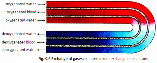 Exchange of Gases 