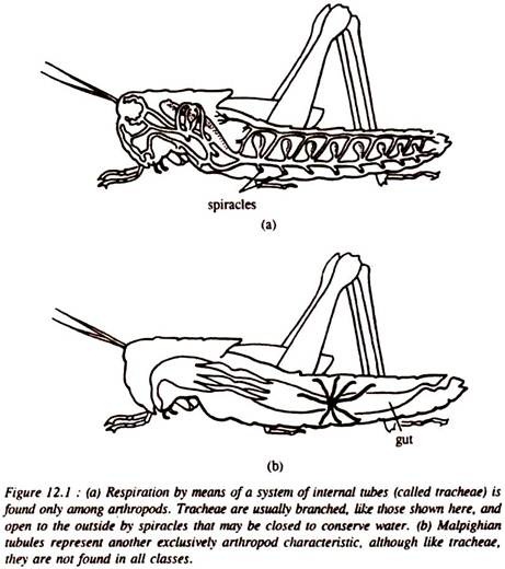 Other Arthropod Characteristics