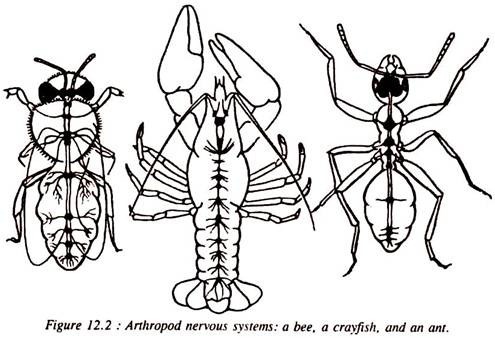 Arthropod Nervous Systems 