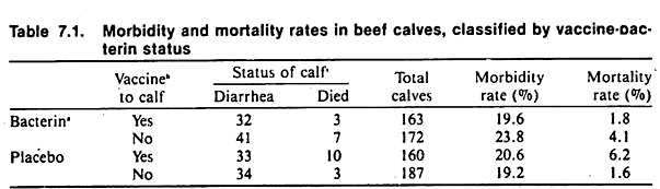 Morbidity and mortality rates in beef calves, classified by vaccine bacterin status