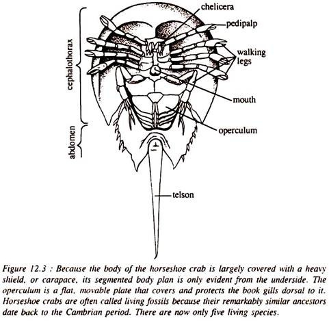 Class Crustacea