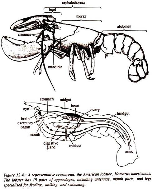 A Representative Crustacean, the American Lobster