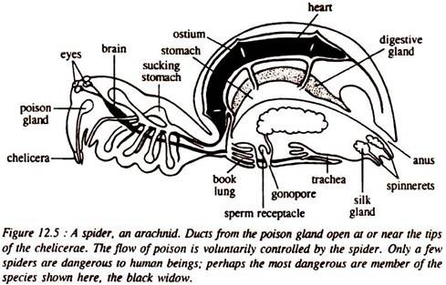 A Spider, an Arachnid