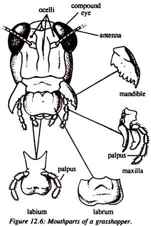 Mouthparts of a Grasshopper