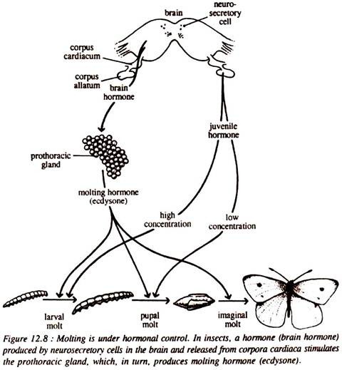 Molting is Under Hormonal Control