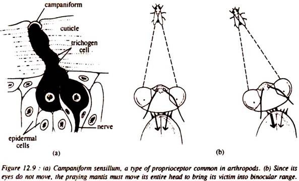 Sound Receptors