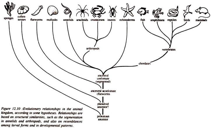 Evolutionary Relationships in the Animal Kingdom