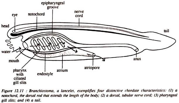 Branchiostoma