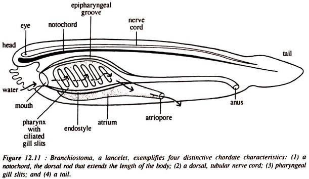 Branchiostoma