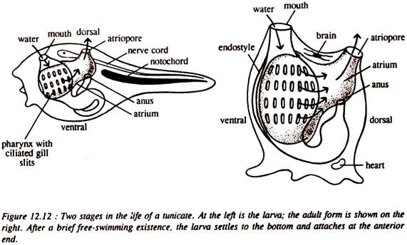 Two Stages in the Life of a Tunicate