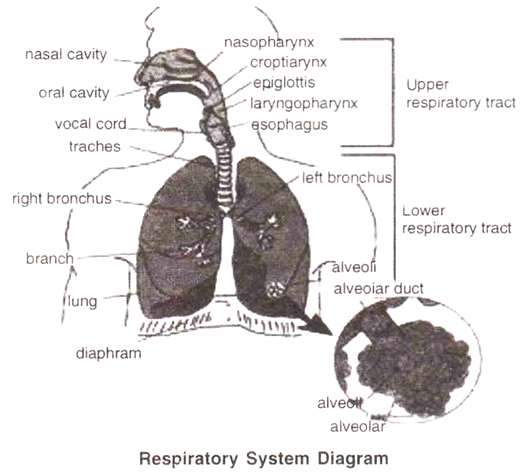 Respiratory System Diagram