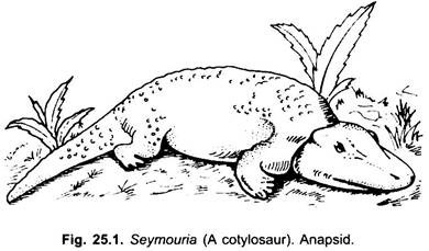 Intermediate reptiles sales