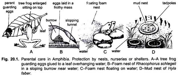 Parental Care in Amphibia (With Diagram) | Vertebrates | Chordata | Zoology
