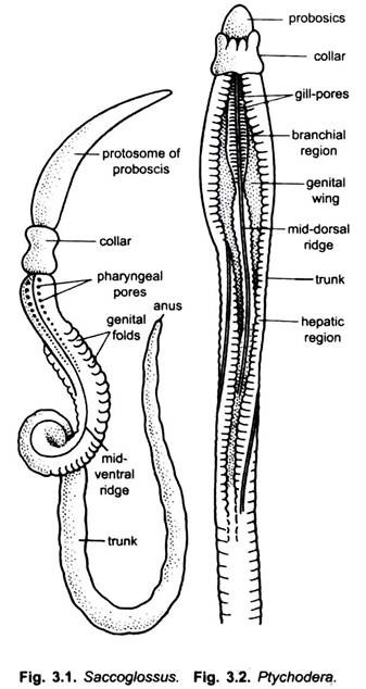 5 Main Representative Types of Hemichordata (With Diagram) | Zoology
